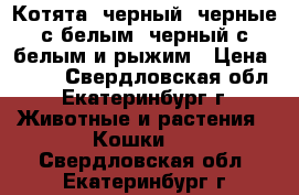 Котята: черный, черные с белым, черный с белым и рыжим › Цена ­ 350 - Свердловская обл., Екатеринбург г. Животные и растения » Кошки   . Свердловская обл.,Екатеринбург г.